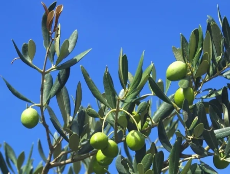 maslina oblica sadnica