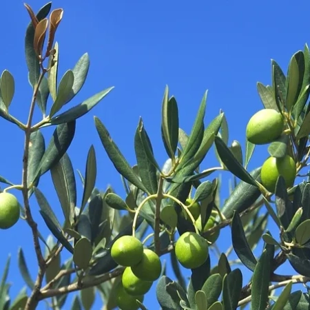 maslina oblica sadnica